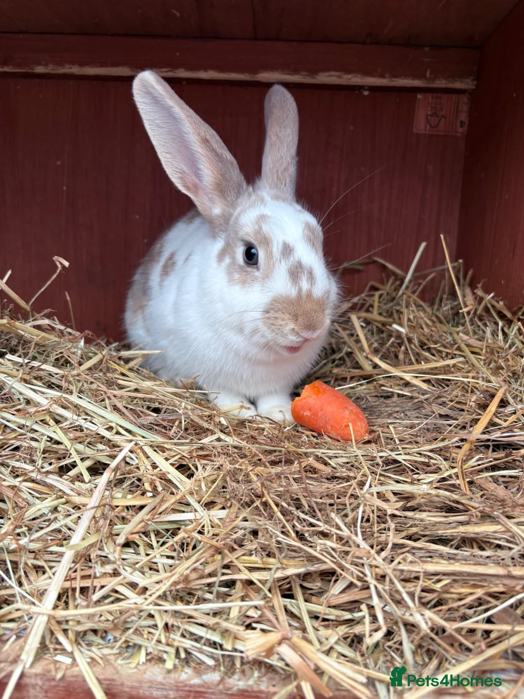 Mixed Breed rabbits for sale: Urgent rehoming 7 month female rabbit  - Advert 1