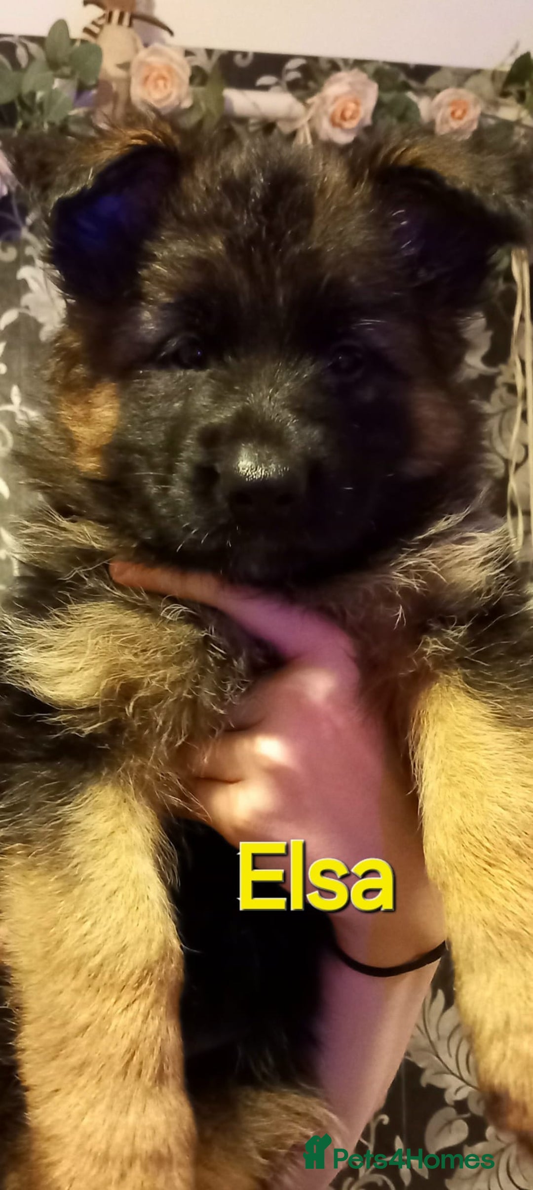 German Shepherd dogs for sale: Excellent Long-Haired German Shepherd Puppies-KC - Advert 27