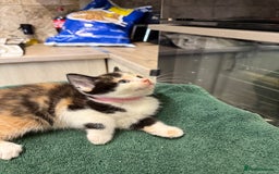 British Shorthair cats for sale: BRITISH BLUE X KITTENS - Image 12