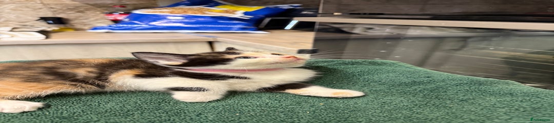 British Shorthair Kitten 6