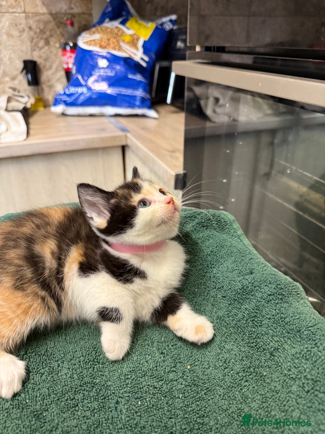 British Shorthair cats for sale: BRITISH BLUE X KITTENS - Image 12