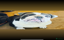 Olde English Bulldogge dogs for sale: Handsome OEB male - Image 5