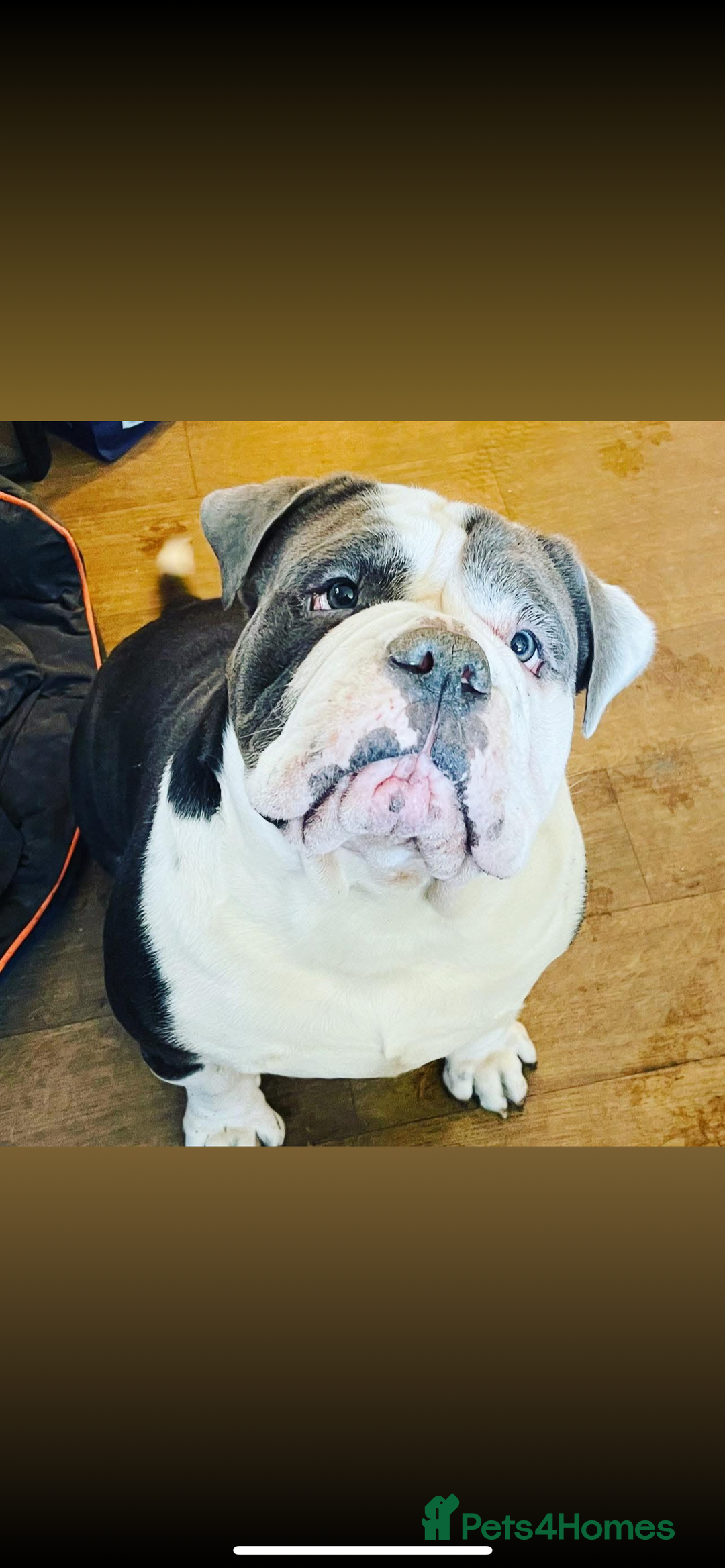 Olde English Bulldogge dogs for sale: Handsome OEB male - Image 5