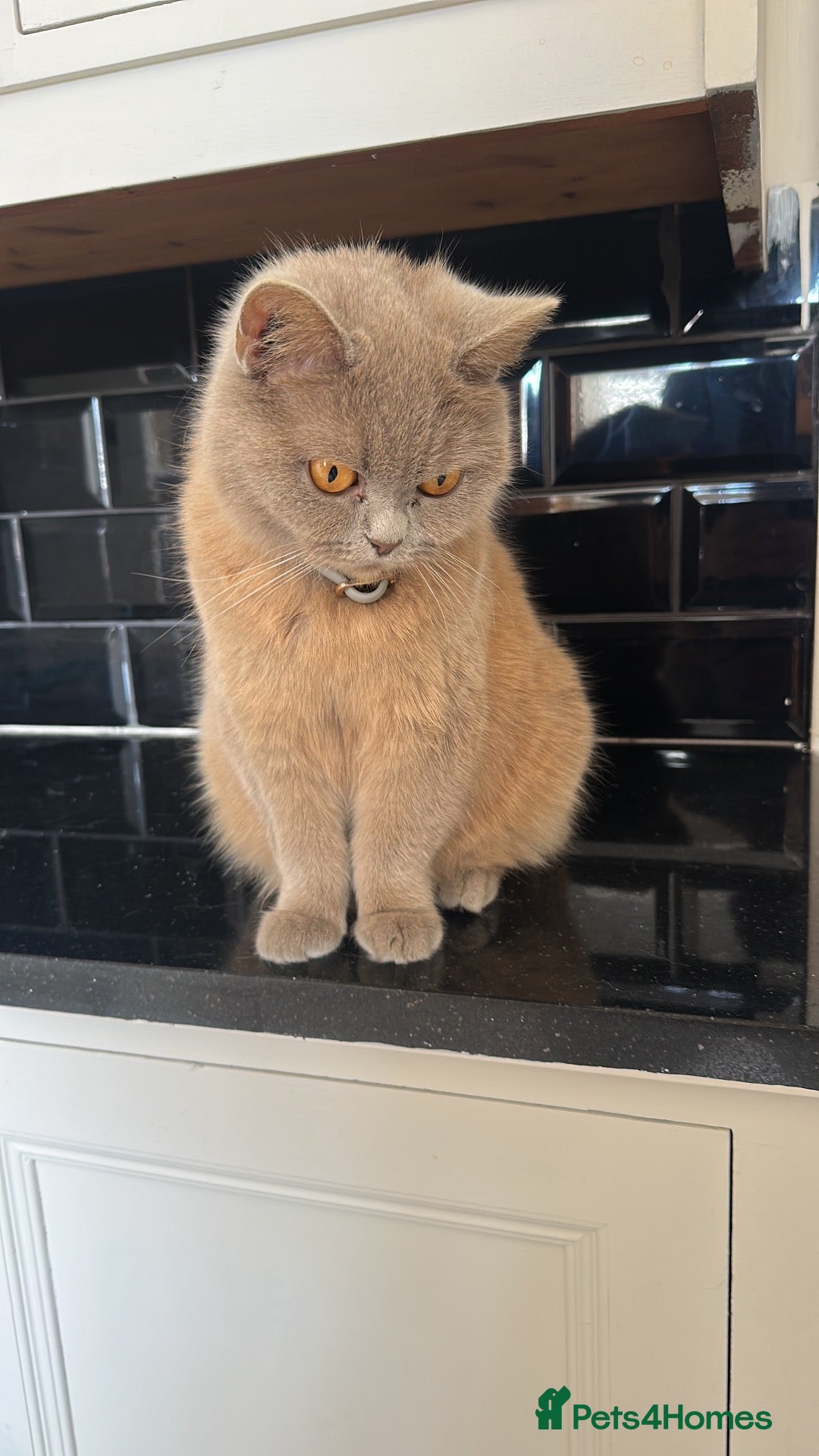 British Shorthair cats British short hair mix  - Advert 8