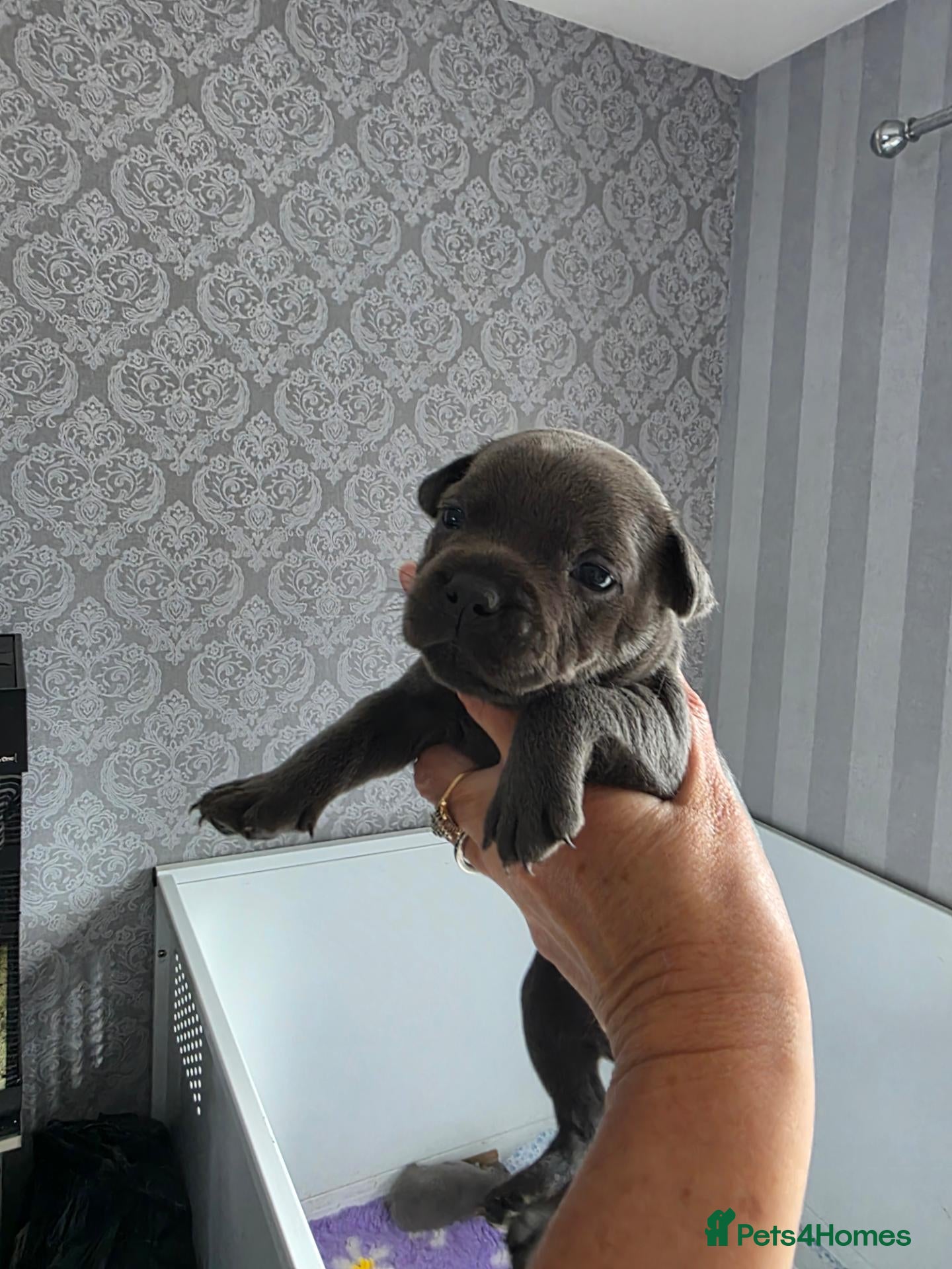 Staffordshire Bull Terrier dogs Blue staffordshire bull terrier pups - Advert 2