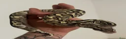 Python Snake reptiles for sale: Snakes - Advert 5