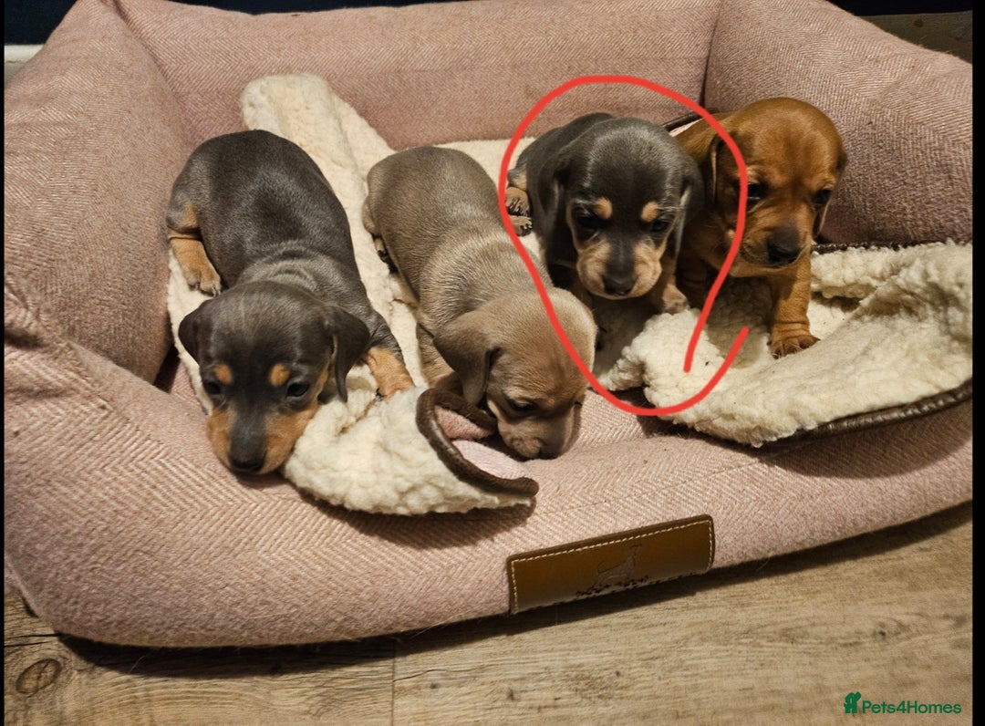 Miniature Dachshund dogs for sale: Kc registers mini smoothaired dachshund puppies - Advert 15