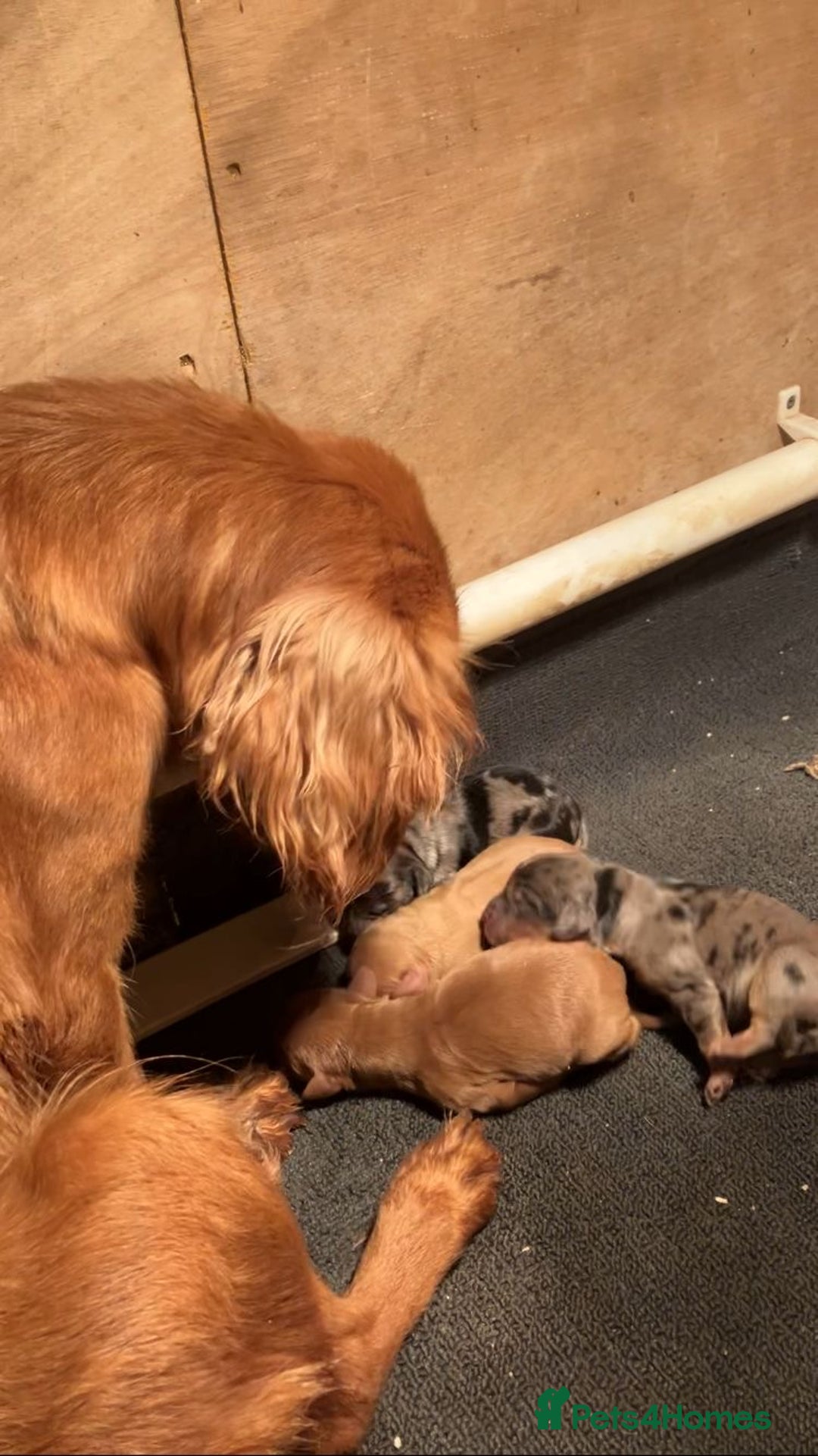 Cockapoo dogs for sale: Cockapoos  - Advert 11