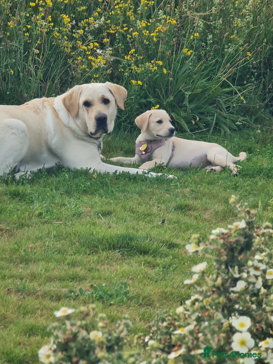 Labrador Retriever dogs for sale: For sale gorgeous labrador pup - Advert 4