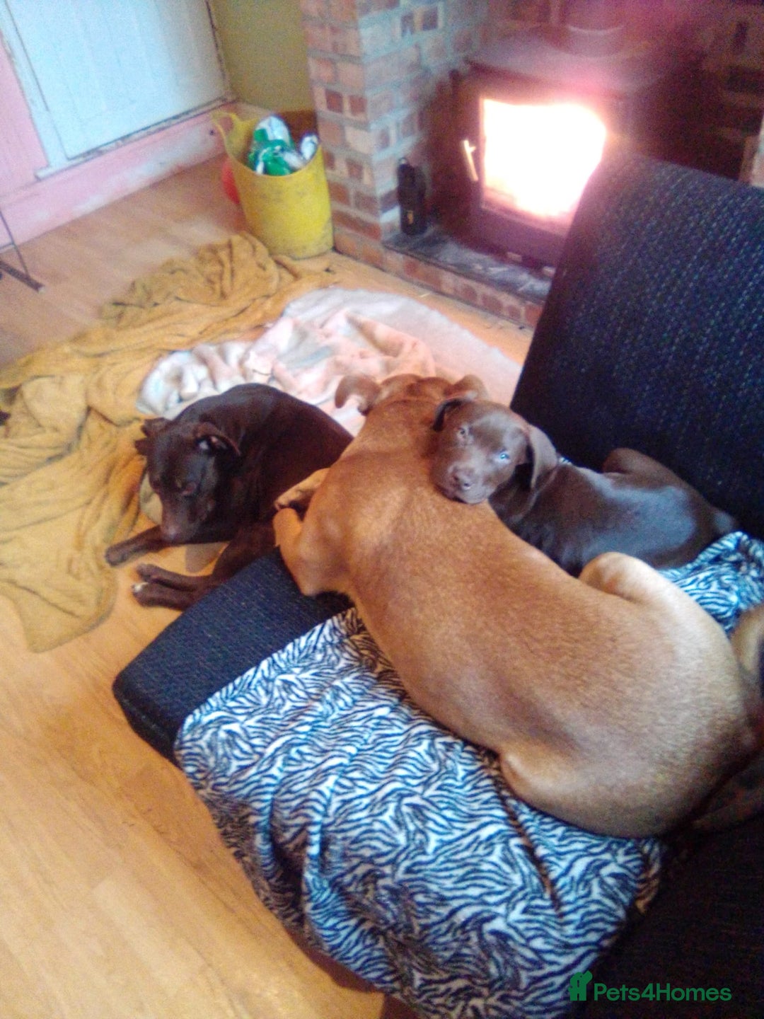 Mixed Breed dogs for sale: Doberman/labrador x american bulldog/english staff - Advert 11