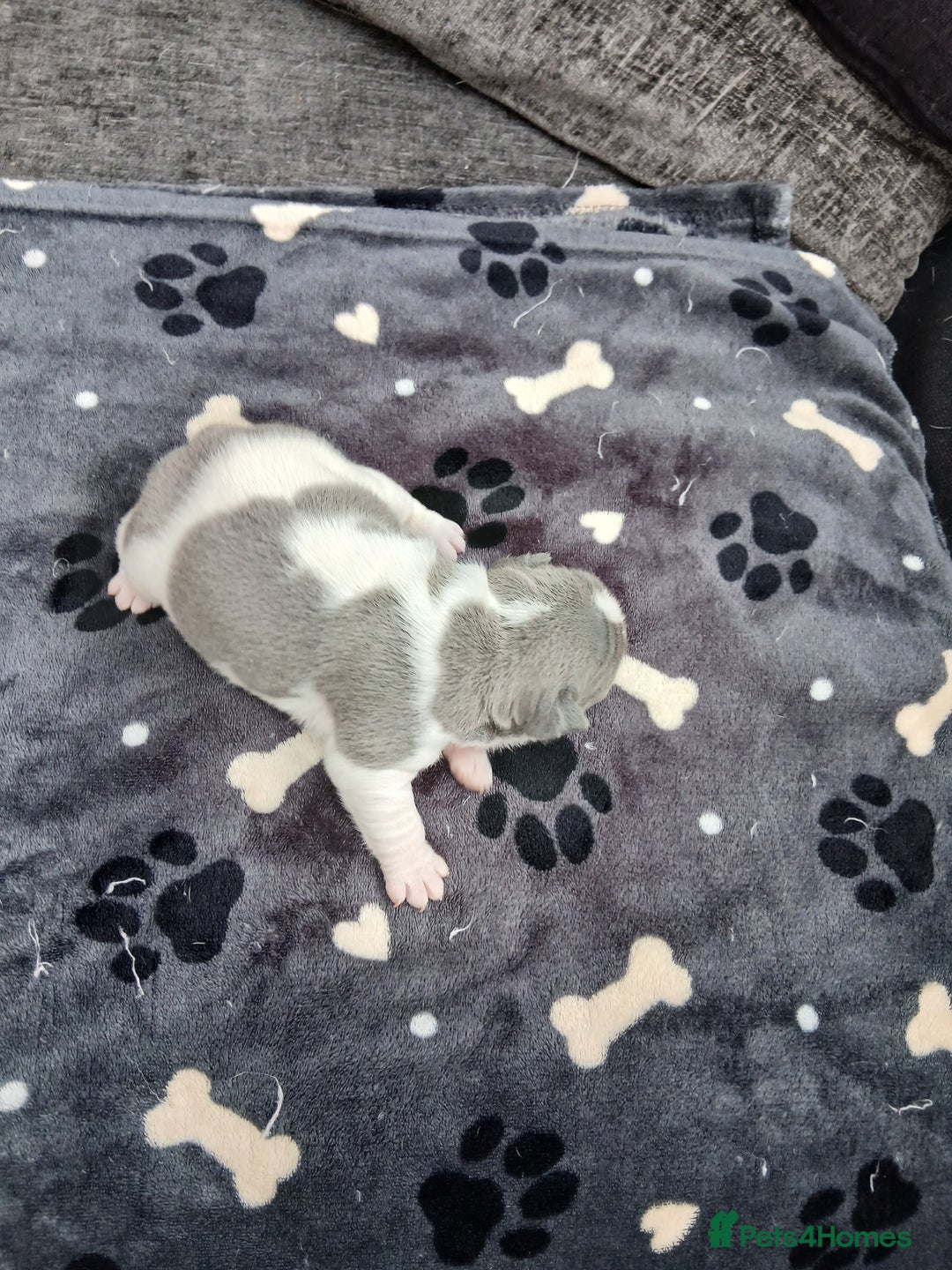 French Bulldog dogs for sale: French bulldog puppies 2 boys 1 girl left in Chatham - Image 6