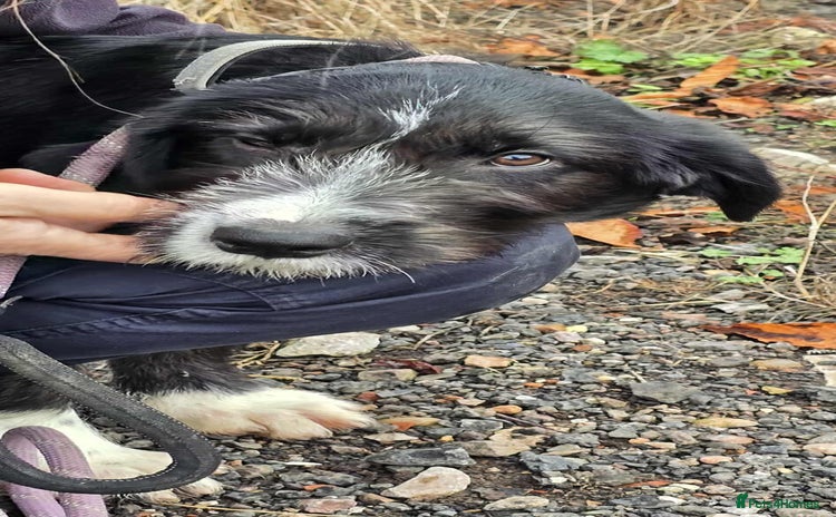 Mixed Breed dogs - Advert 1