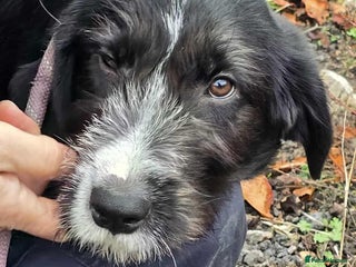 Mixed Breed dogs DONNIE - RESERVED - Advert 17