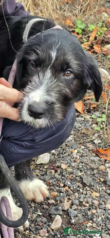 Mixed Breed dogs DONNIE - Advert 6