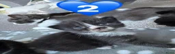 Mixed Breed cats for sale: Kittens For Sale in Shrewsbury - Advert 5