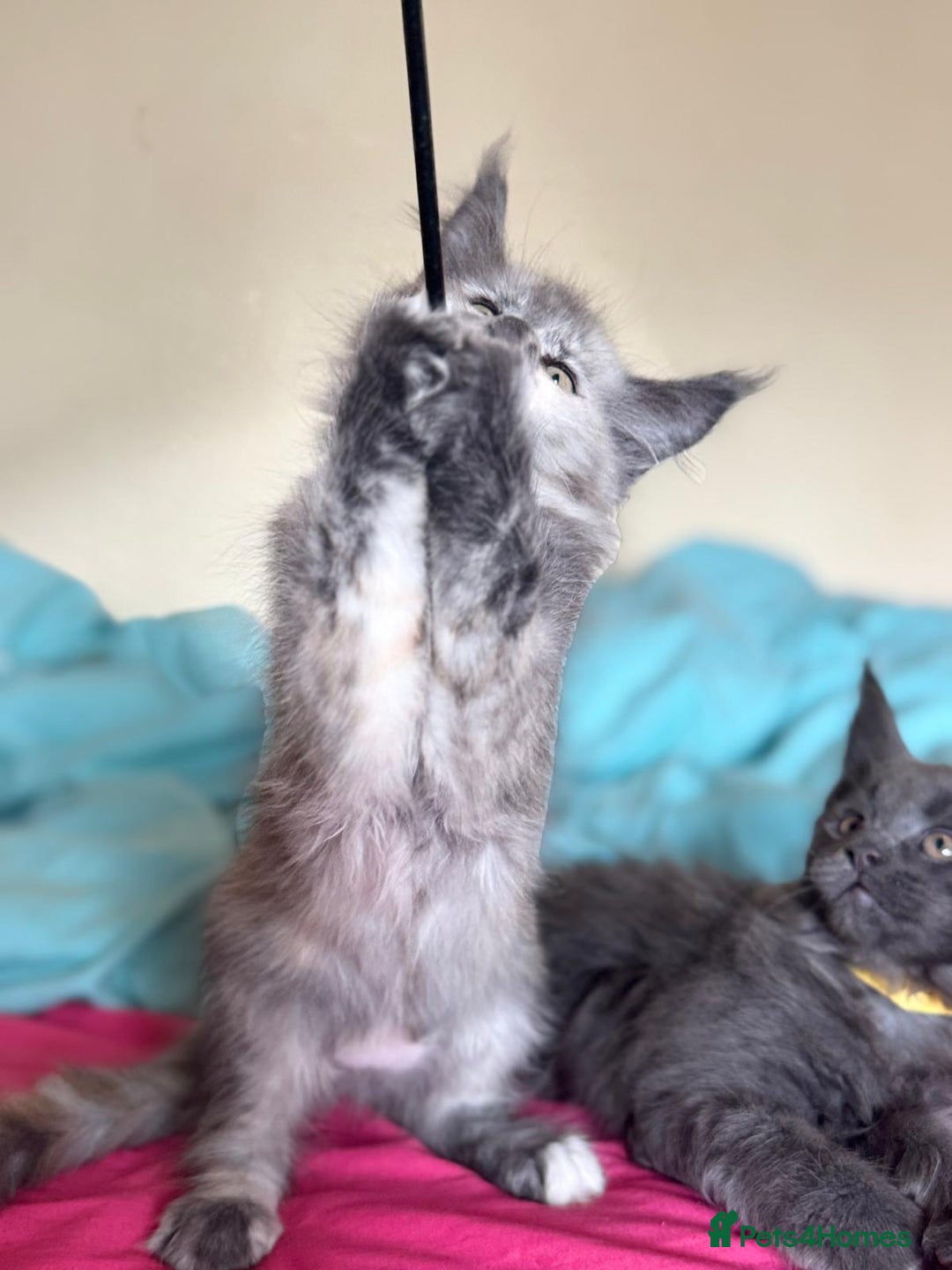 Maine Coon cats for sale: 25% OFF PURE MAINE COONS FROM CHAMPION BLOODLINE! - Image 23