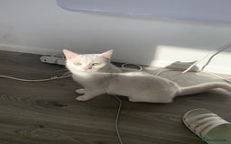 Ragdoll cats for sale: Ragdoll x Russian white kittens  - Image 9
