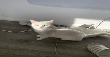 Ragdoll cats - Advert 7