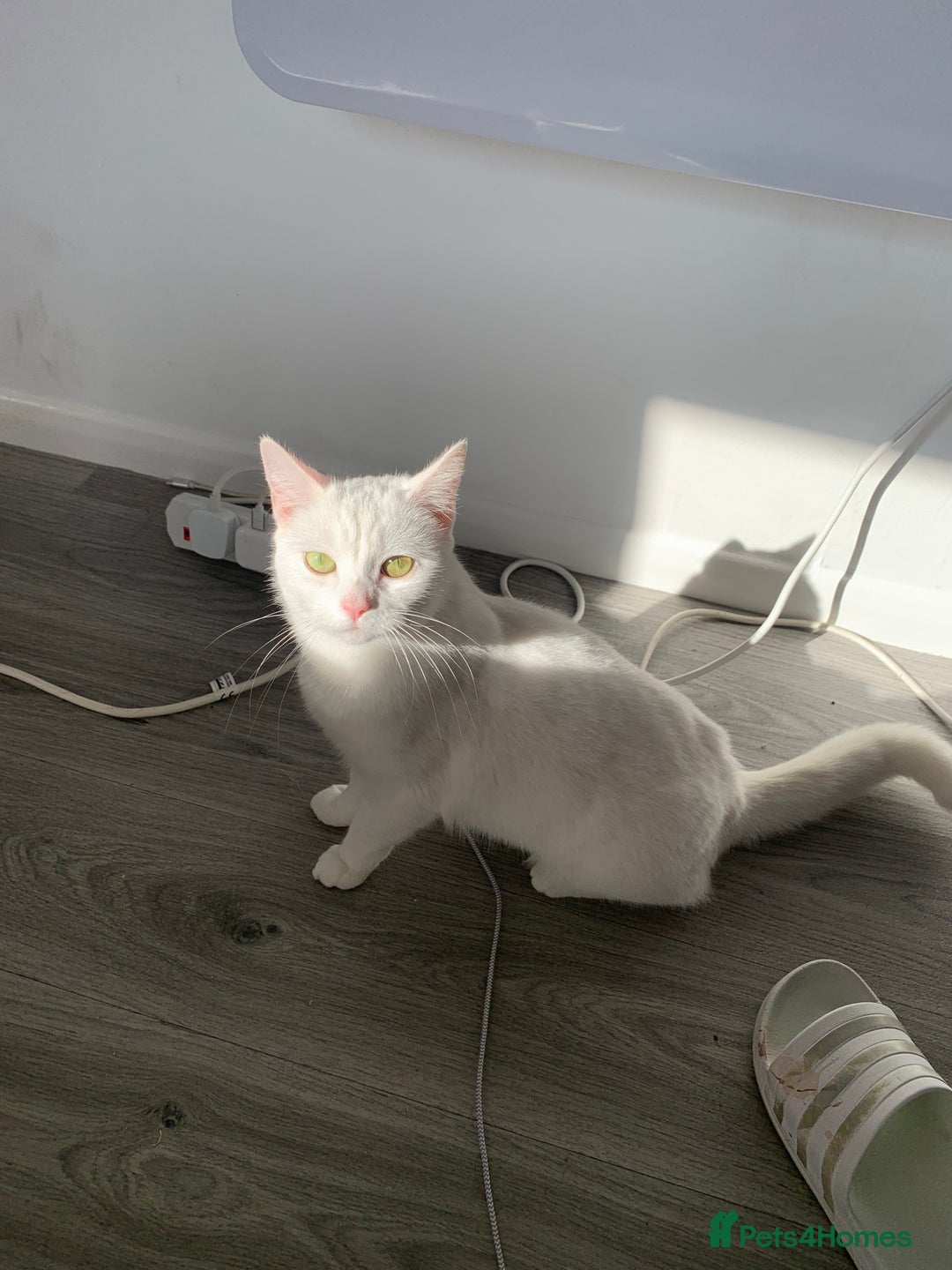 Ragdoll cats for sale: Ragdoll x Russian white kittens  - Image 9