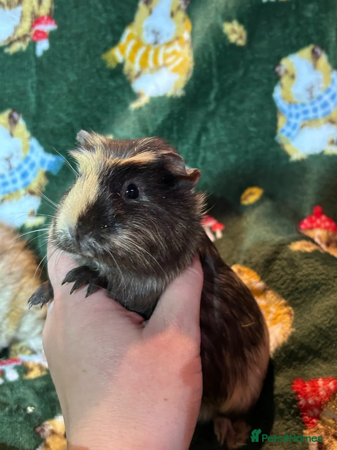 Guinea Pig rodents for sale: Beautiful baby female Guineapigs for sale - Advert 6