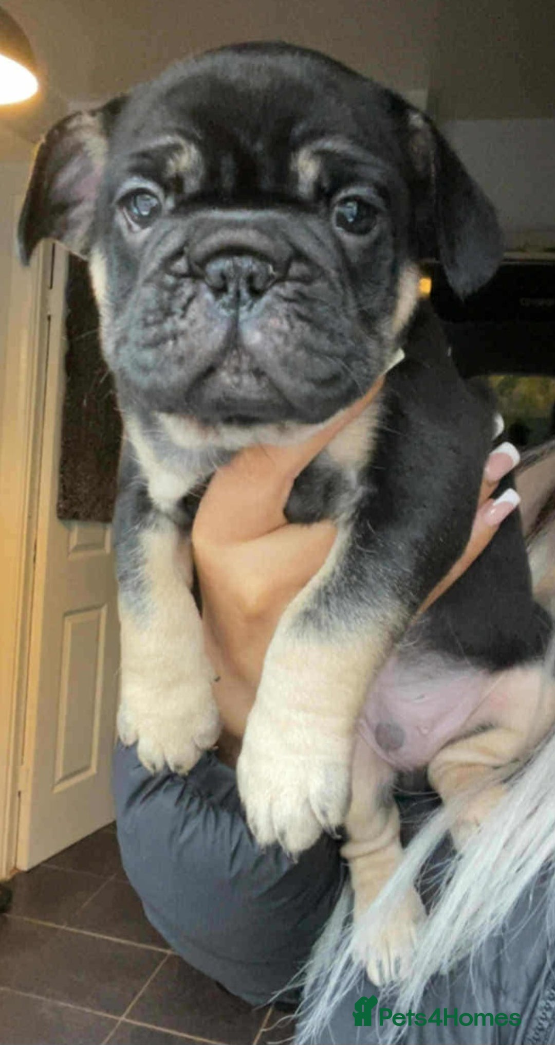 French Bulldog dogs for sale: French Bulldog Male Puppies - Image 3