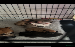 Staffordshire Bull Terrier dogs for sale: Outstanding dual breeding  - Image 5