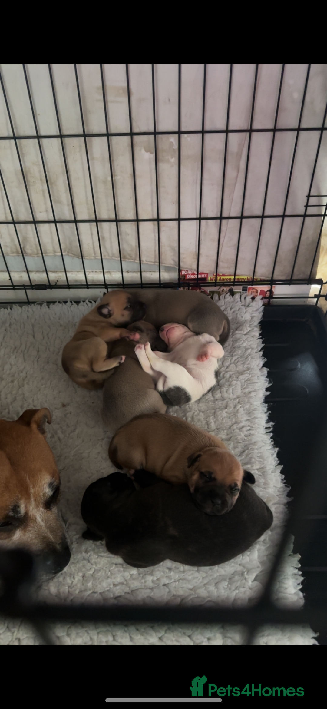 Staffordshire Bull Terrier dogs for sale: Outstanding dual breeding  - Image 5