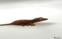 Gecko reptiles for sale: High red gargoyle geckos  - Image 2