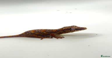 Gecko reptiles - Advert 13