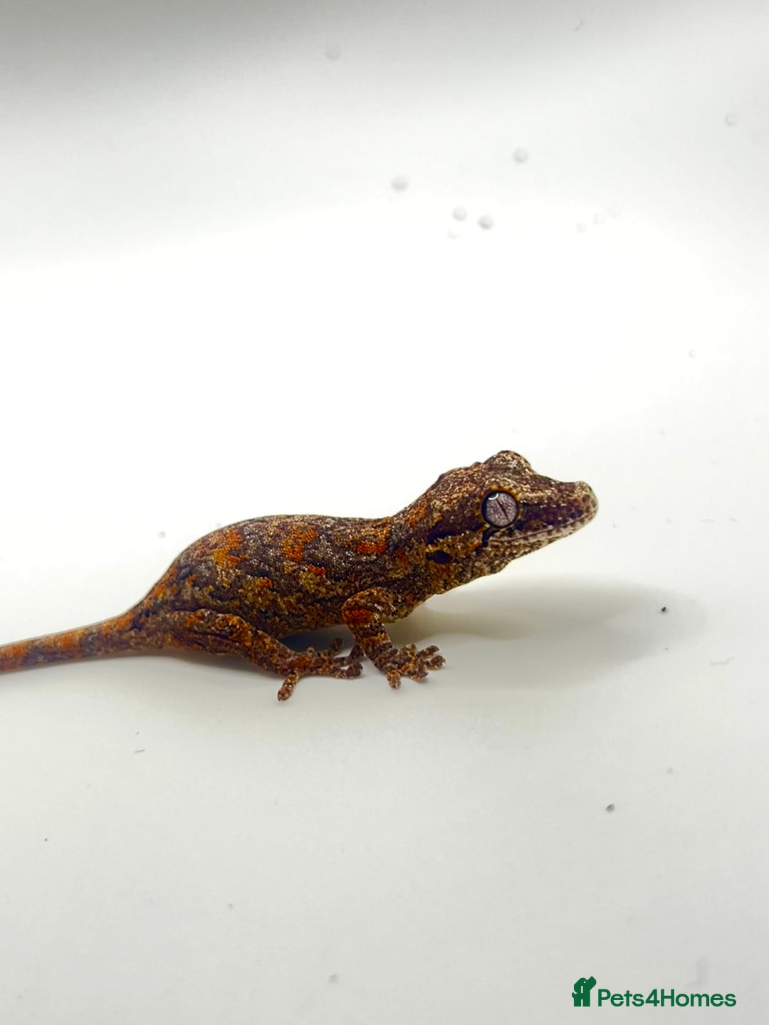 Gecko reptiles for sale: High red gargoyle geckos  - Image 2