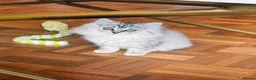 British Longhair cats for sale: Rainbow litter of show quality kittens  - Advert 4