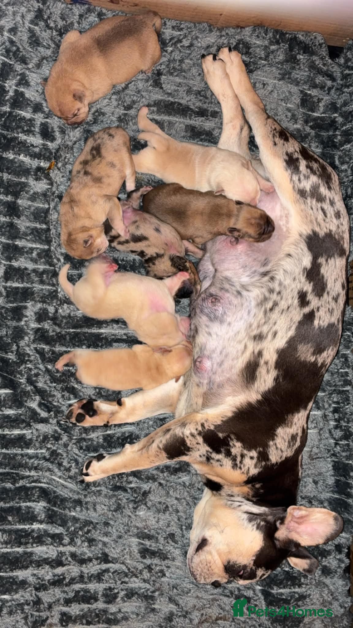 Mixed Breed dogs French bulldog sharpei x pups - Advert 4