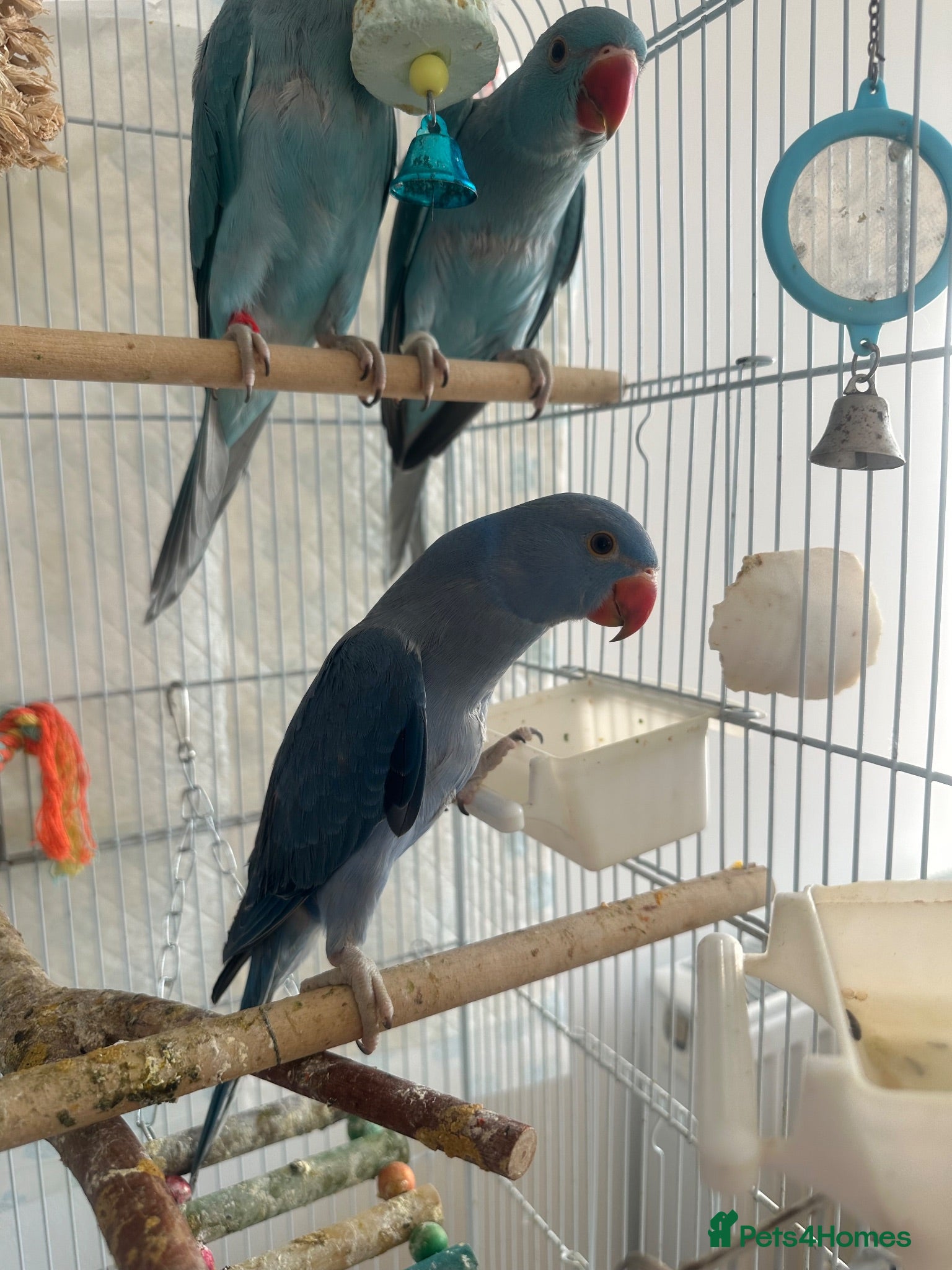 Ringnecks birds 2 hand reared indian ringneck babies - Advert 7
