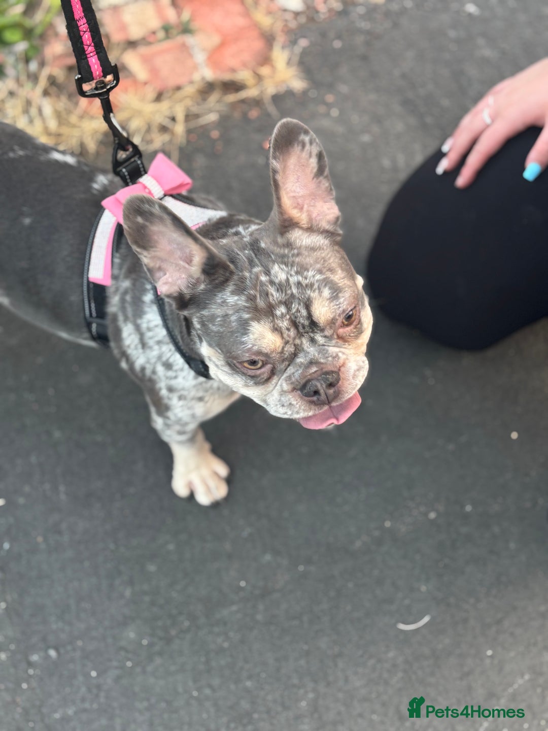 French Bulldog dogs for sale: 🌸Tri Merle Girl French Bulldog🩷 - Image 13