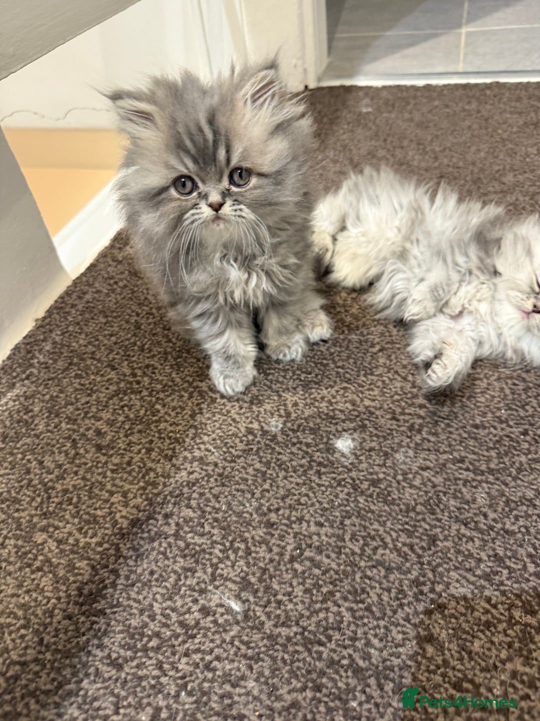 Persian cats for sale: Blue persian kitten  - Advert 10