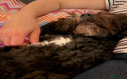 Cockapoo dogs for stud: Friendly and cuddly Cockerpoo, Ringo, for stud.  - Image 5