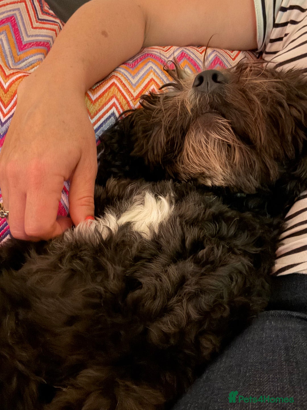 Cockapoo dogs for stud: Friendly and cuddly Cockerpoo, Ringo, for stud.  - Image 5