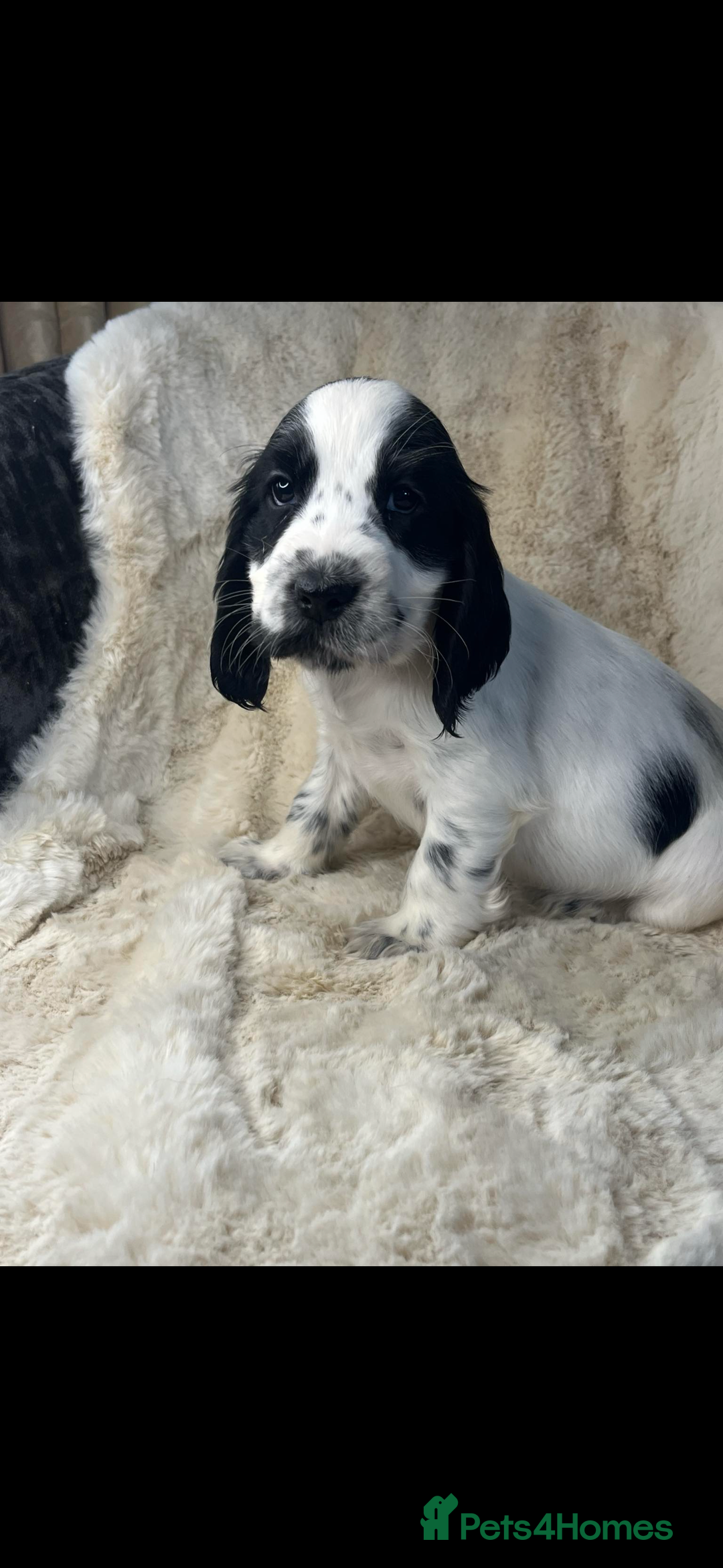 Cocker Spaniel dogs for sale: Health tested cocker spaniel puppies  - Advert 6
