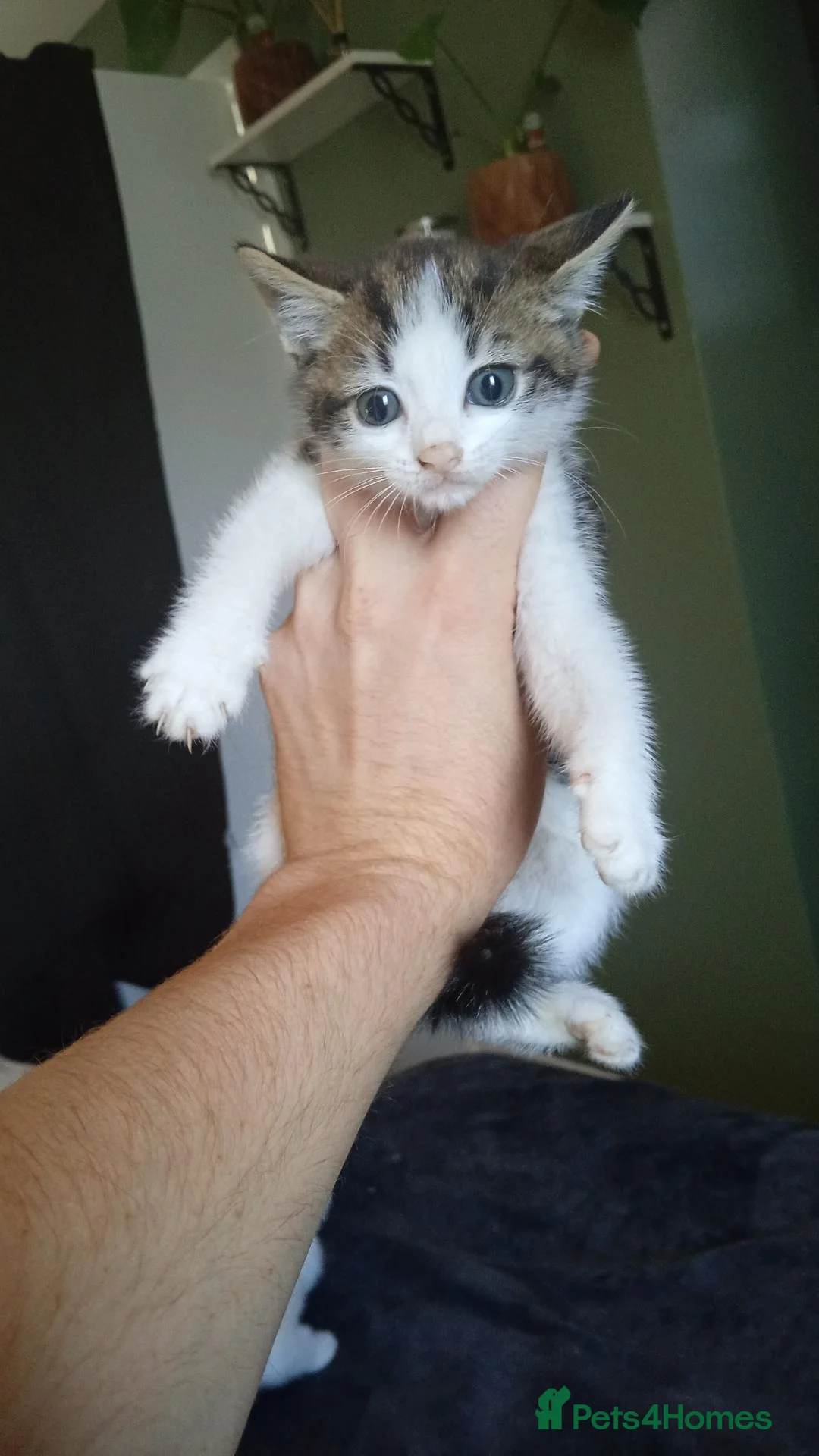 Brazilian Shorthair cats for sale: Beautiful kittens for sale  - Advert 2