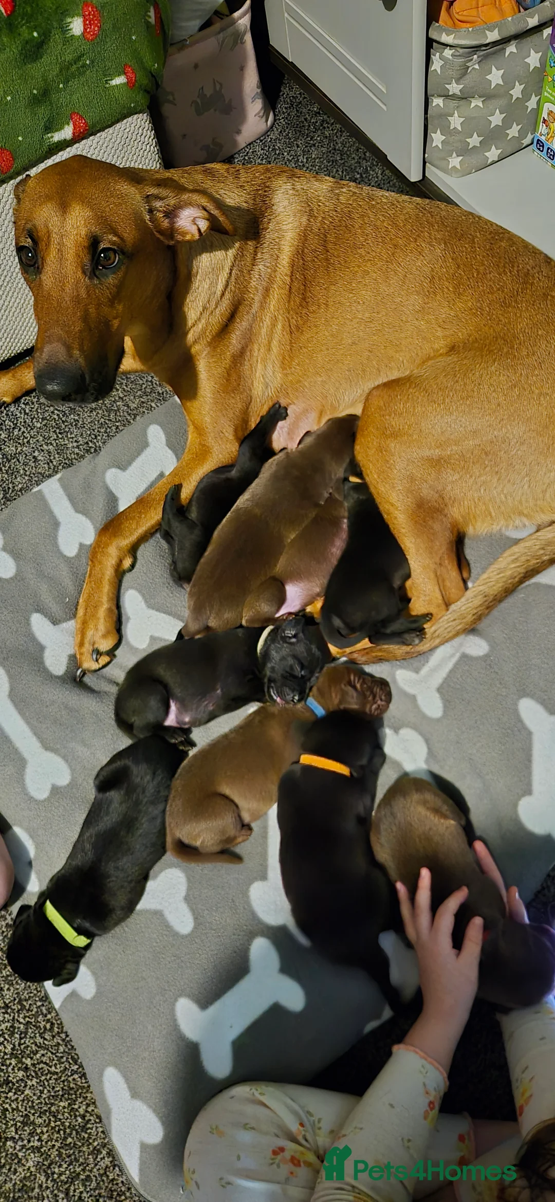 Mixed Breed dogs for sale: Belgian shepherd x weimaraner - Advert 11