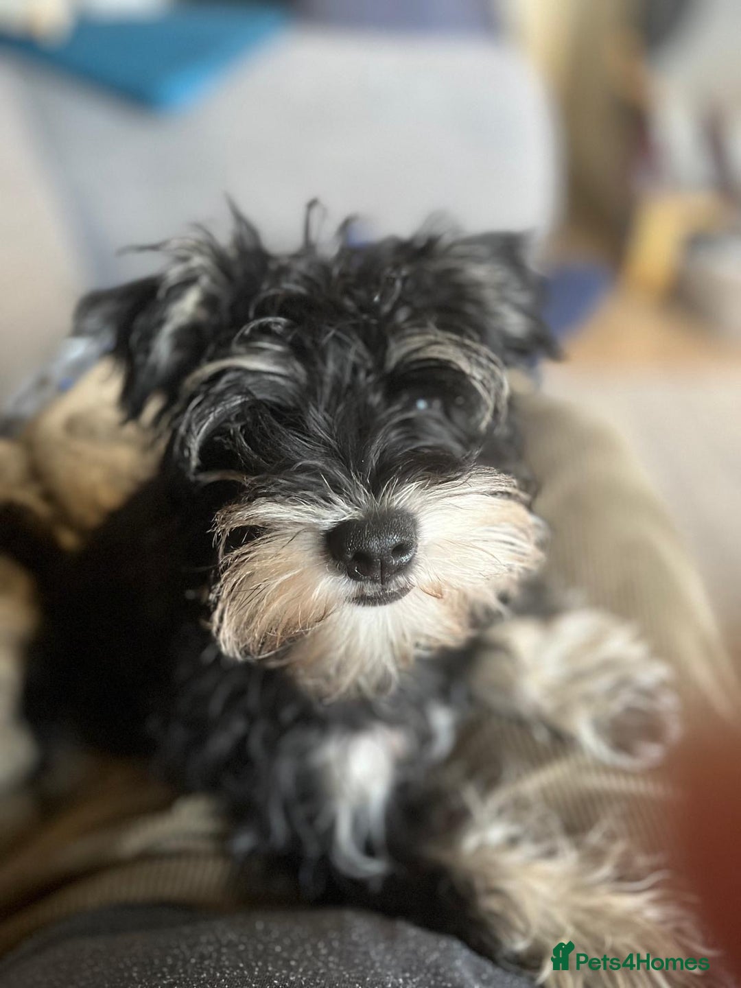 Mixed Breed dogs for sale: Schnorkie puppies - pedigree Schnauzer Dad - Advert 7