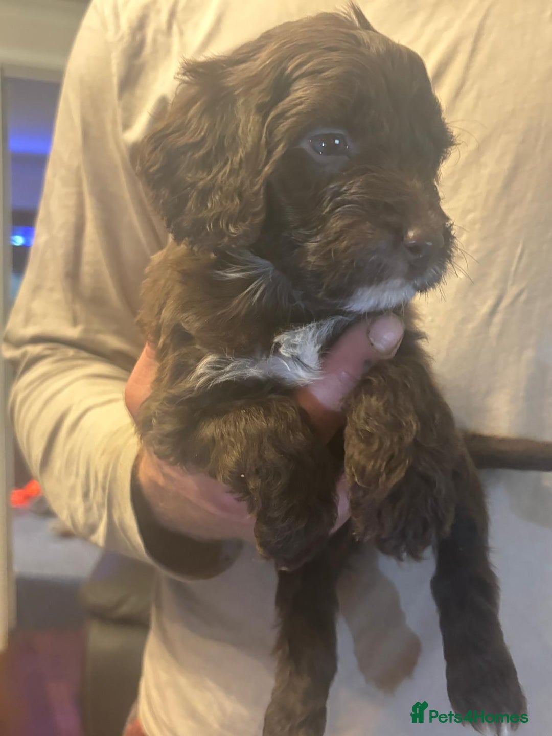 Cockapoo dogs for sale: Chocolate&white miniature  f2 Cockapoo puppies  - Advert 10