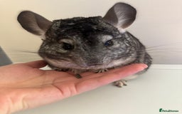 Chinchilla rodents for sale: 4 Female Chinchilla for sale  - Image 3