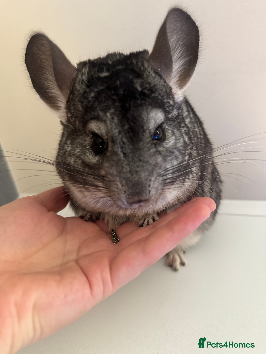 Chinchilla rodents for sale: 4 Female Chinchilla for sale  - Image 3