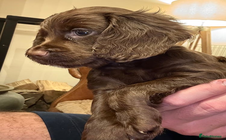 Cocker Spaniel dogs - Advert 16