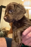 Cocker Spaniel dogs - Advert 6