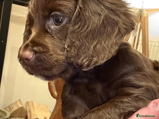 Cocker Spaniel dogs - Advert 17