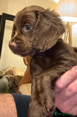 Cocker Spaniel dogs - Advert 16