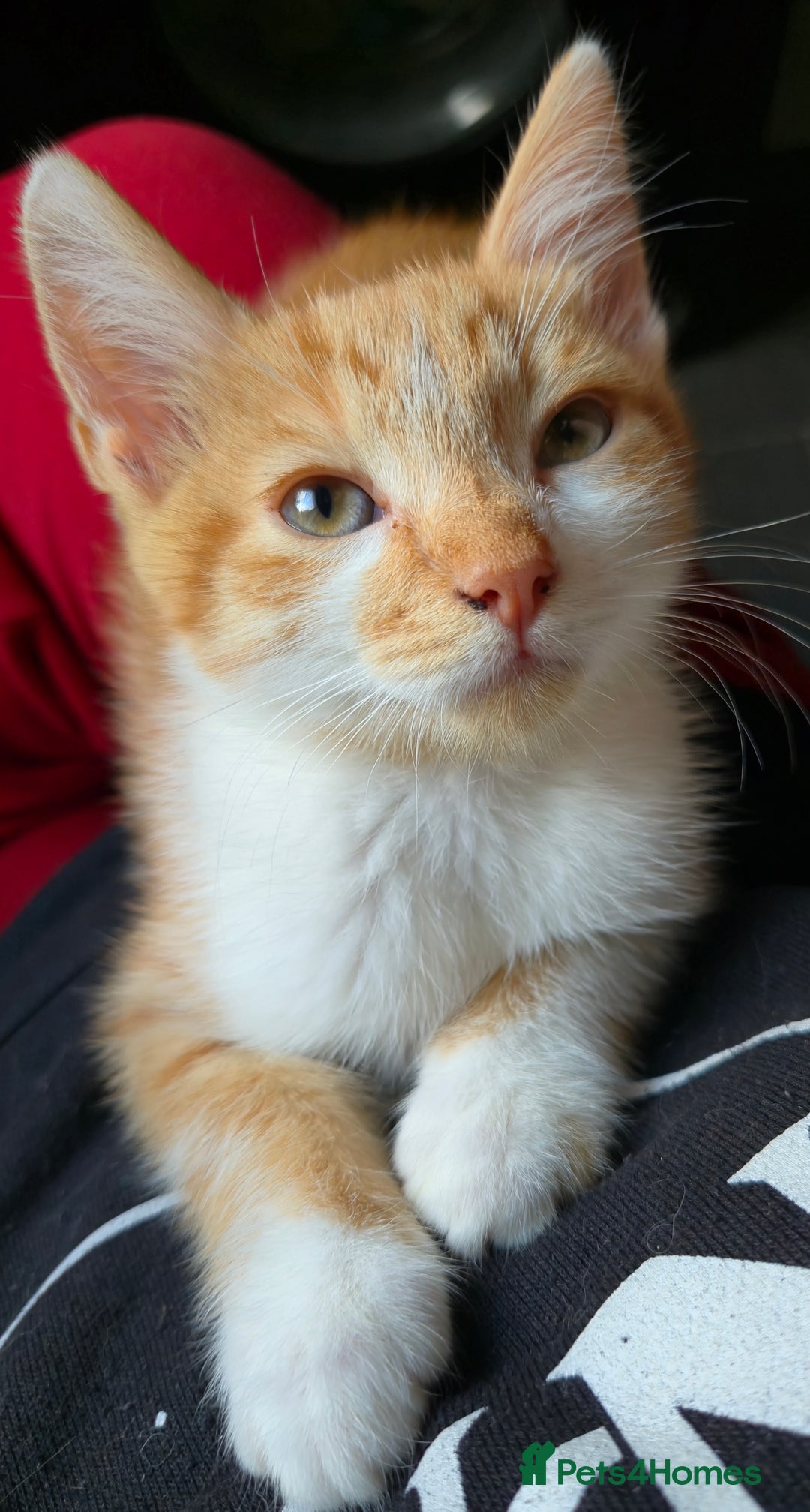 Mixed Breed cats for sale: Kittens for sale - Image 13