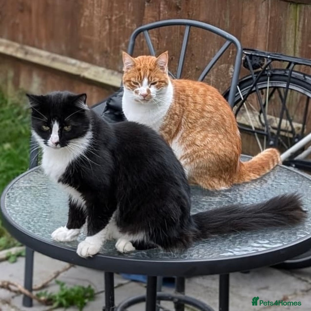 Mixed Breed cats for sale: 2 male cats NEED HOME ASAP  - Advert 1